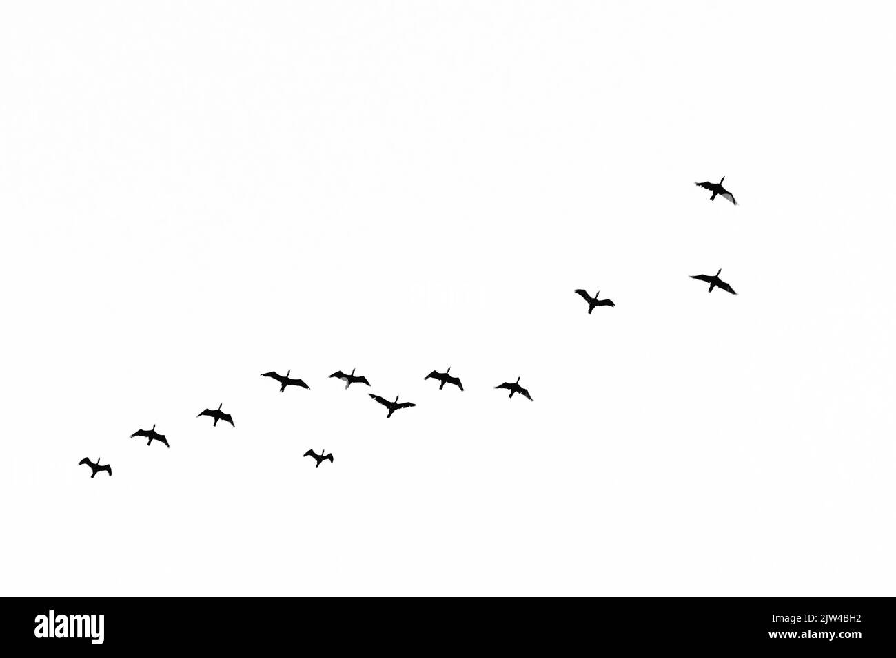Ein niedriger Winkelschuss einer Vogelschar, die in den Himmel fliegt Stockfoto