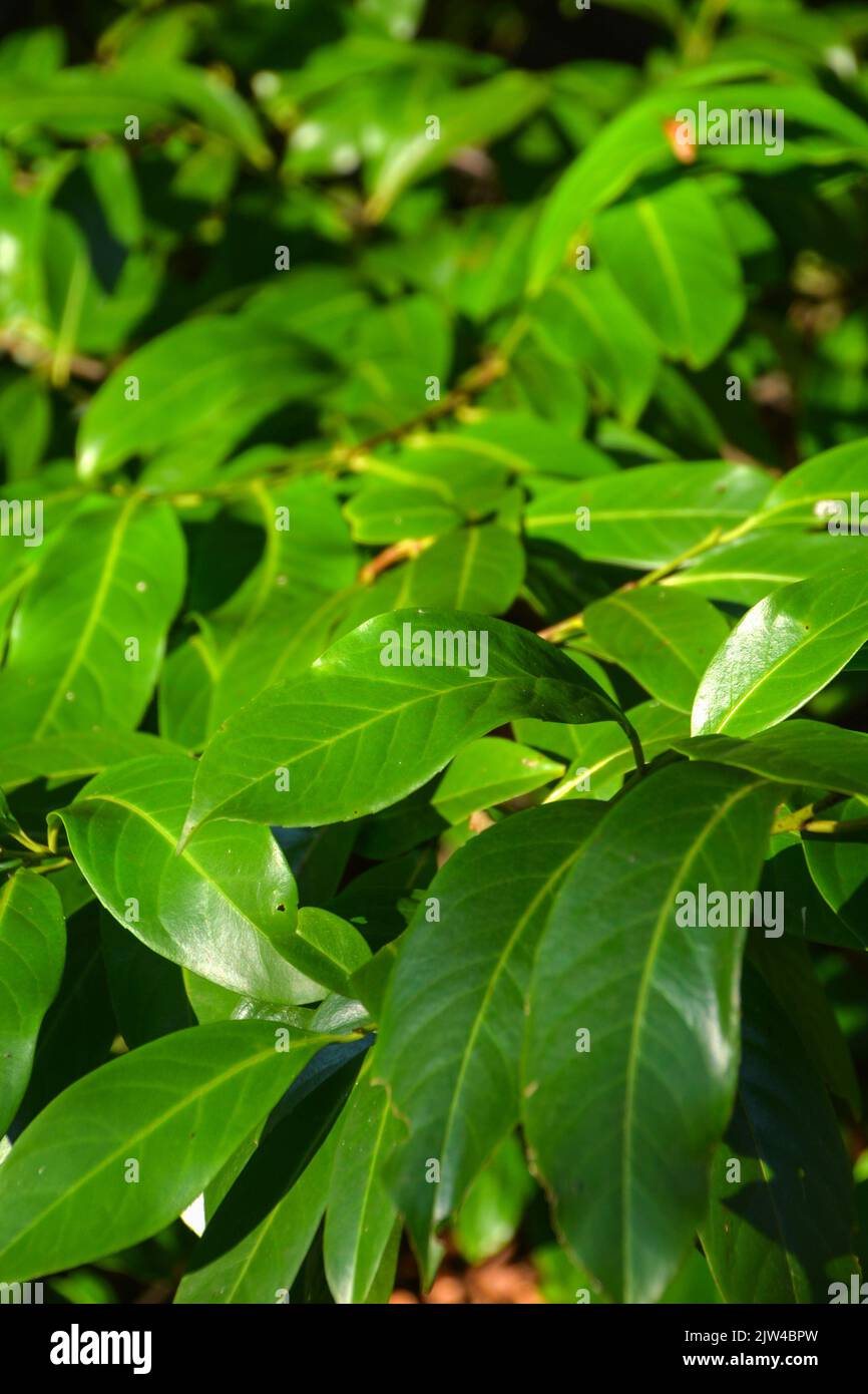 Nahansicht der sehr grünen Blätter einer Kirschbaumpflanze, die häufig in Hecken, Gärten oder Waldgebieten in Großbritannien verwendet wird Stockfoto