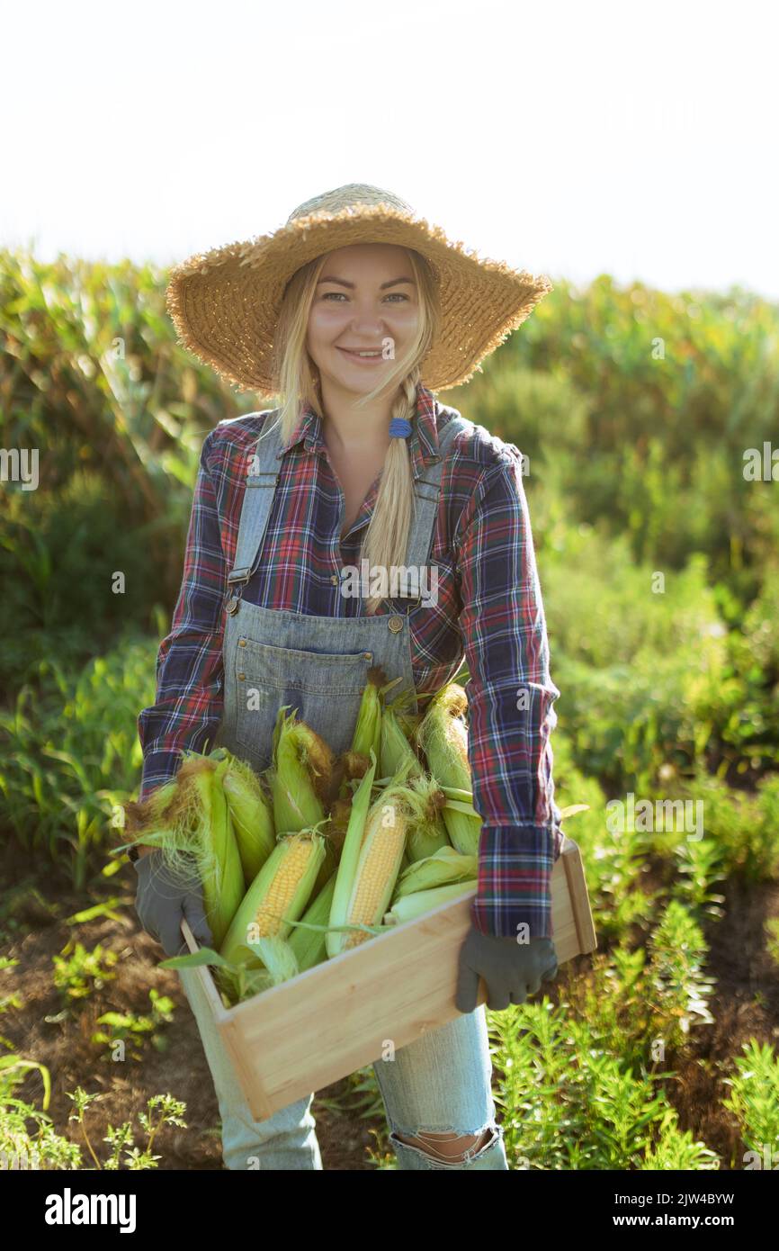 Mais. Junge Bäuerin lächelt und erntet Mais. Eine schöne Frau auf dem Hintergrund des Feldes hält die Maiskolben. Landwirtschaft und Stockfoto
