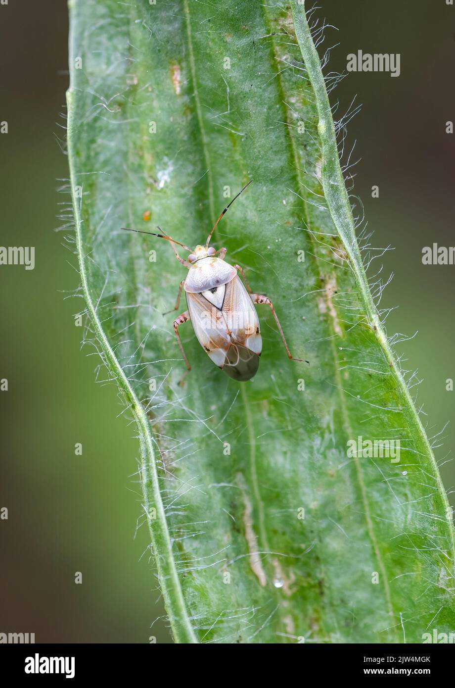 Lygus pratensis, eine Pflanzenwanzenart aus der Familie Miridae, Großbritannien Stockfoto