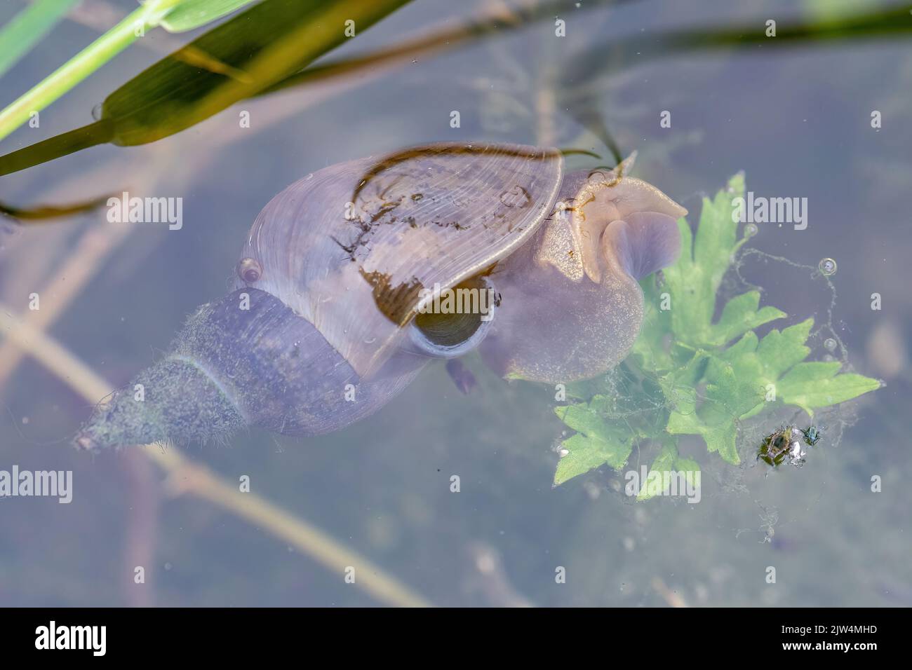 Nahaufnahme einer großen Teichschnecke (Lymnaea stagnalis) in einem Wildtierteich, Großbritannien Stockfoto