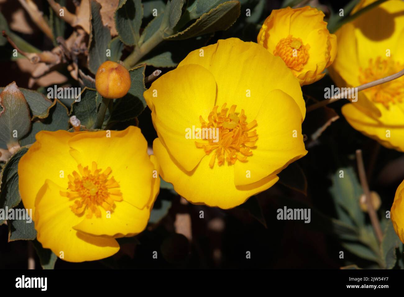 Gelb blühende einsame Cymose-Blütenstände von Dendromecon Rigida, Papaveraceae, einheimischer immergrüner Strauch im Volcan-Gebirge, Frühling. Stockfoto