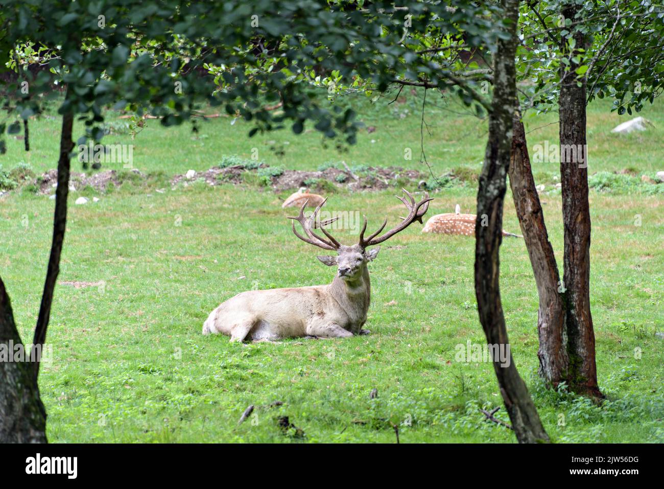 Porträt eines Rothirschhirsches, der im Gras liegt. Stockfoto