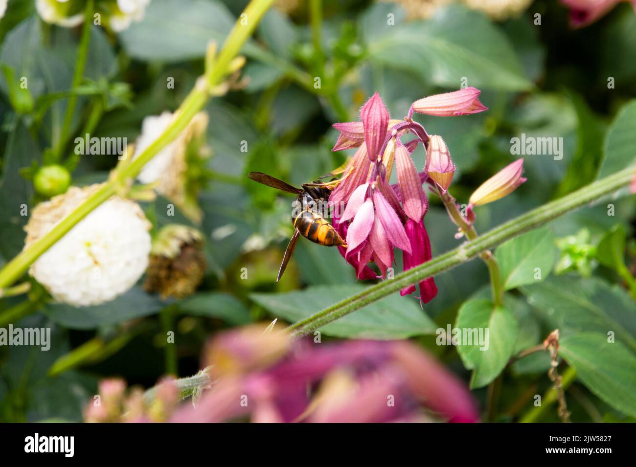 Europäische Hornisse (Vespa crabro), die auf einer violetten Blume fressen - Square Bayard, La Roche-sur-Yon, Vendee, Pays de la Loire, Frankreich Stockfoto