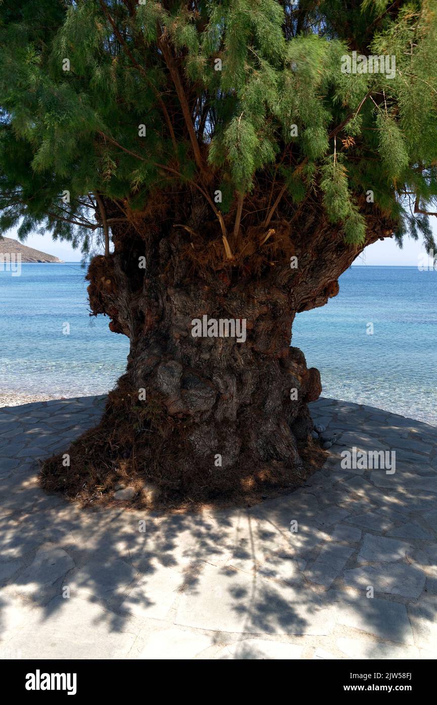 Tamariskbaum, Strand Livadia Insel Tilos, Dodekanes, Griechenland, EU Stockfoto