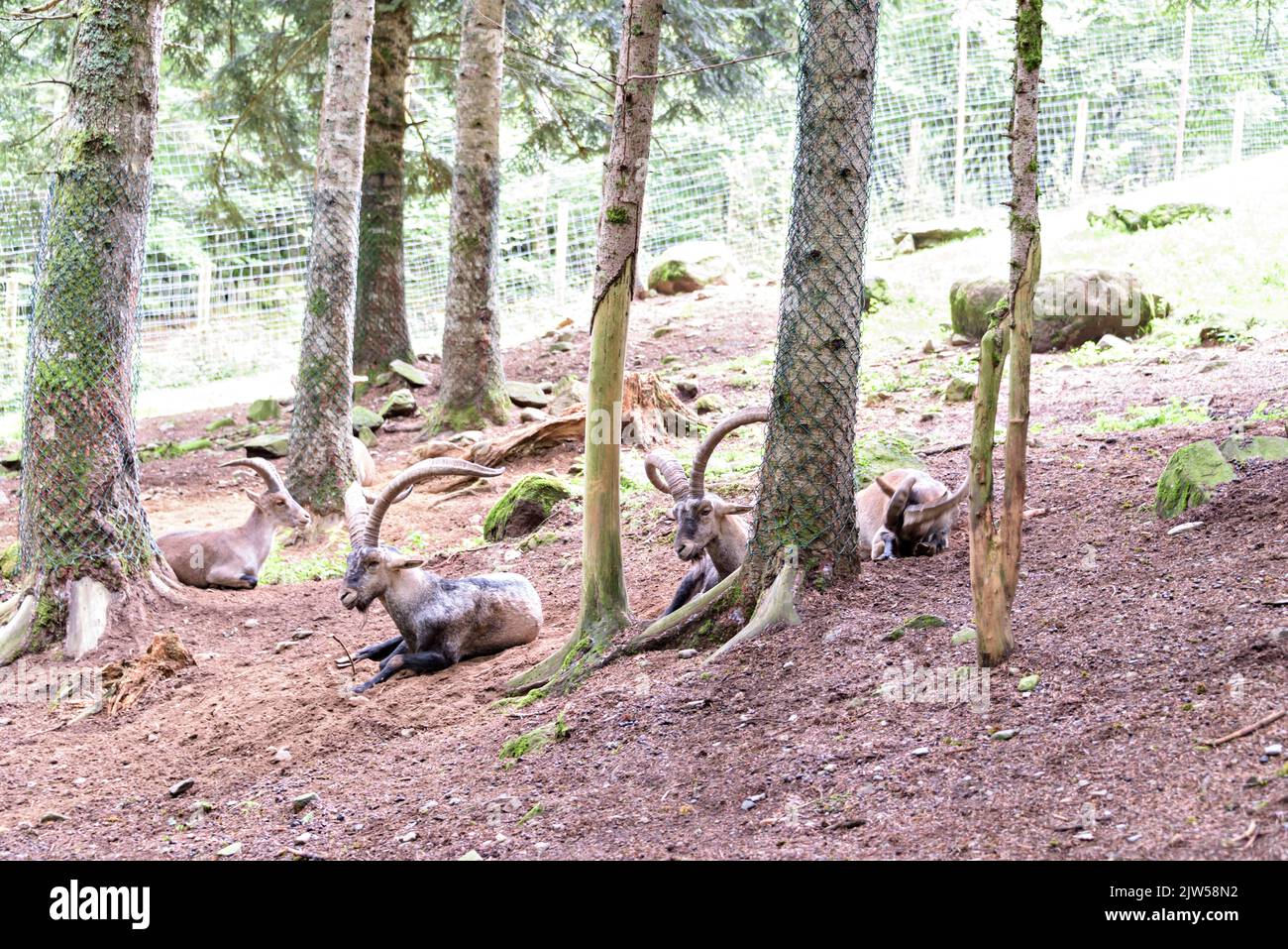 Iberischer Steinbock, der im Pyrenäenwald ruht. Stockfoto