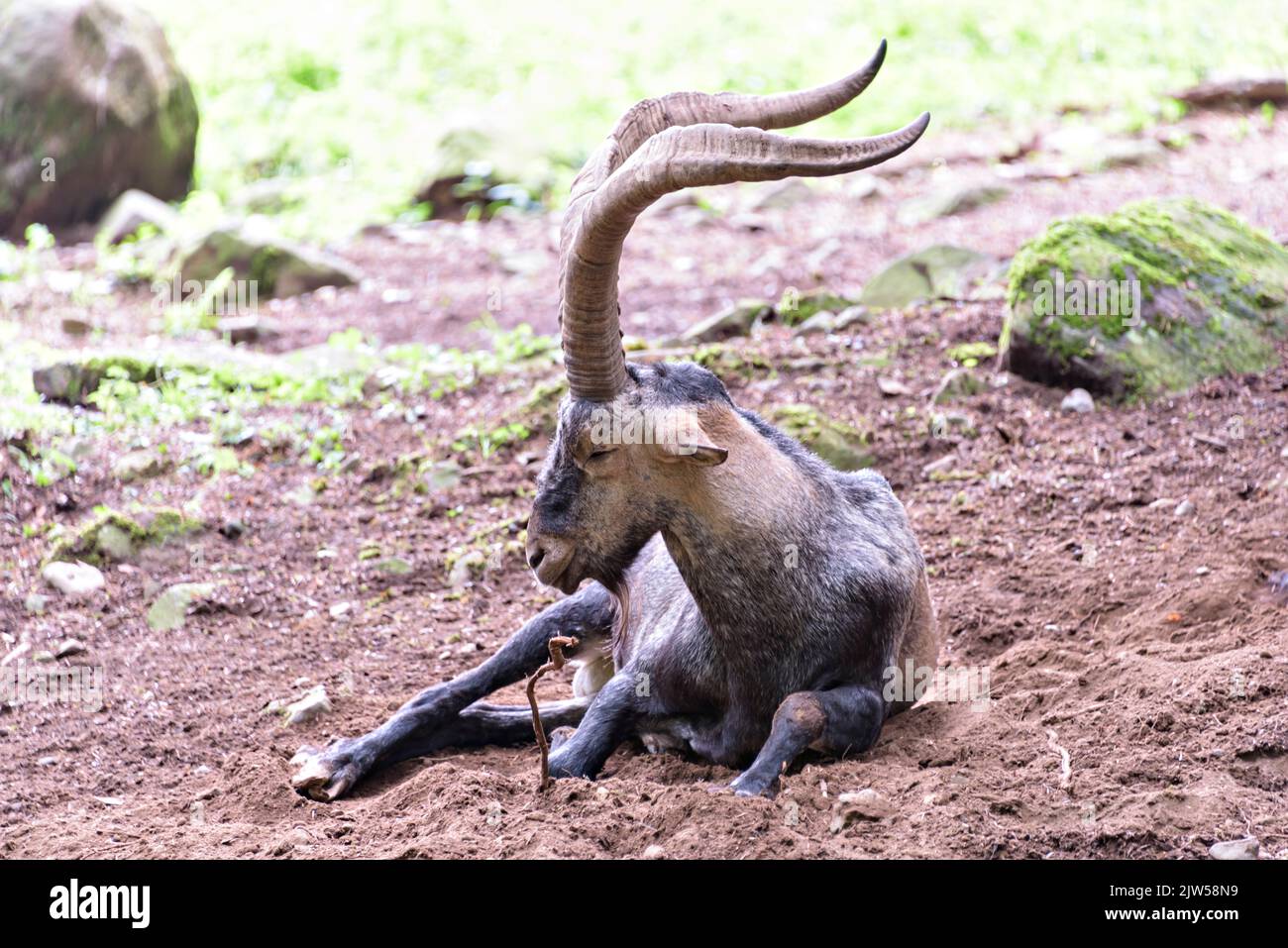 Iberischer Steinbock, der im Pyrenäenwald ruht Stockfoto