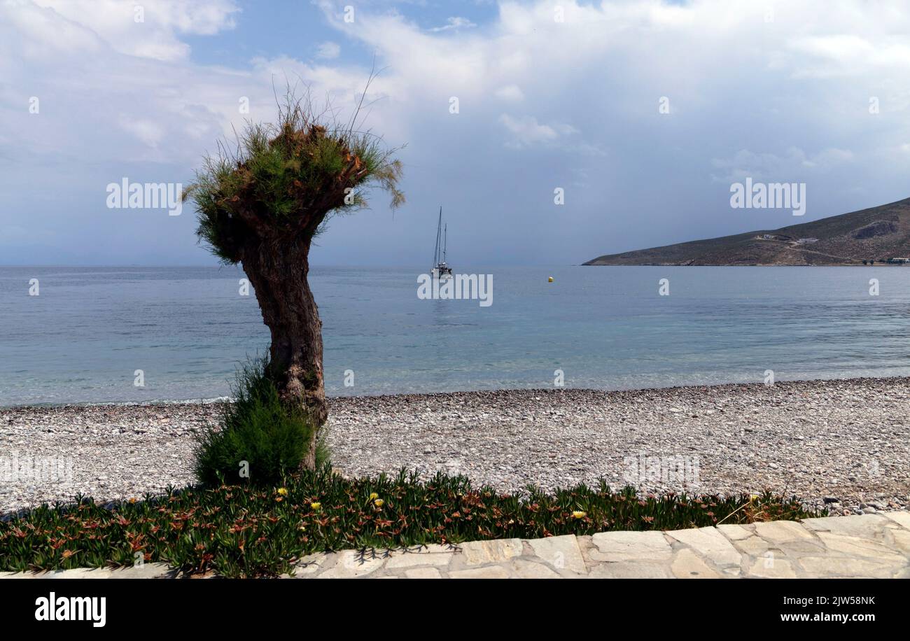 Seltsam geformter Baum am Strand von Livadia. Tamarisk-Baum nach saisonalem Zurückschneiden. Tilos, Dodekanes, Griechenland, EU Stockfoto