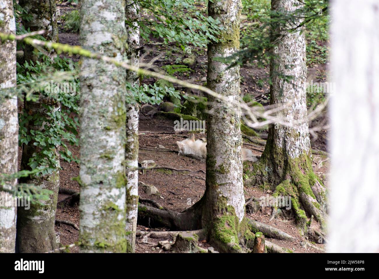 Der arktische Wolf Canis lupus arctos, auch bekannt als der weiße Wolf oder Polarwolf. Stockfoto