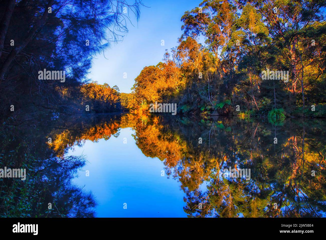 Lebendige Farben von der sanften aufgehenden Sonne auf den Gummibäumen am Lane Cover River im Nationalpark von Sydney, Australien. Stockfoto