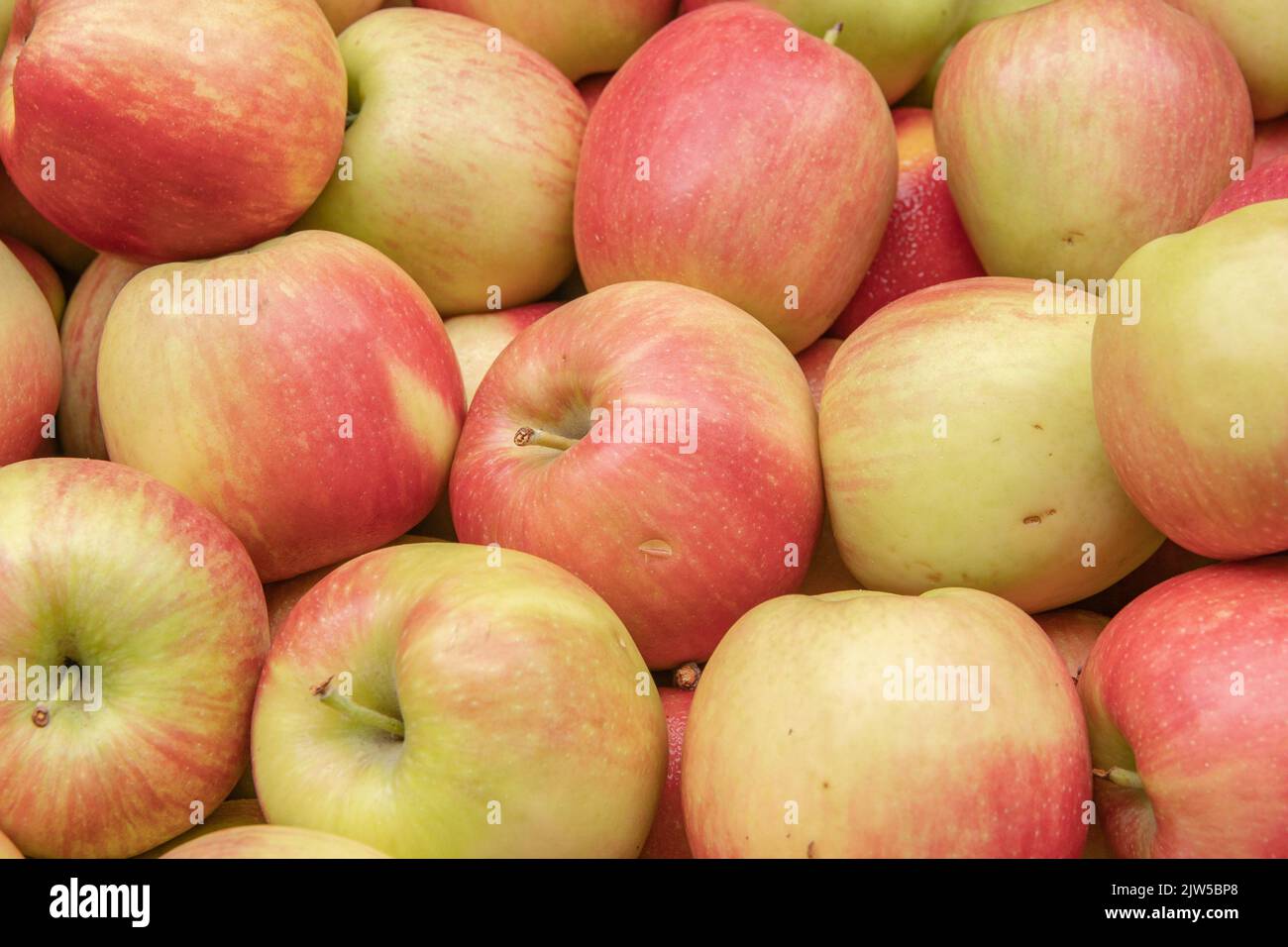 Eine Gruppe von Äpfeln, die schön und groß sind Stockfoto