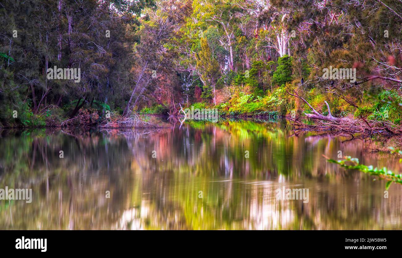 Dichter Wald am Ufer des Lane Cover River im Sydney National Park bei Sonnenaufgang - malerische Landschaft. Stockfoto