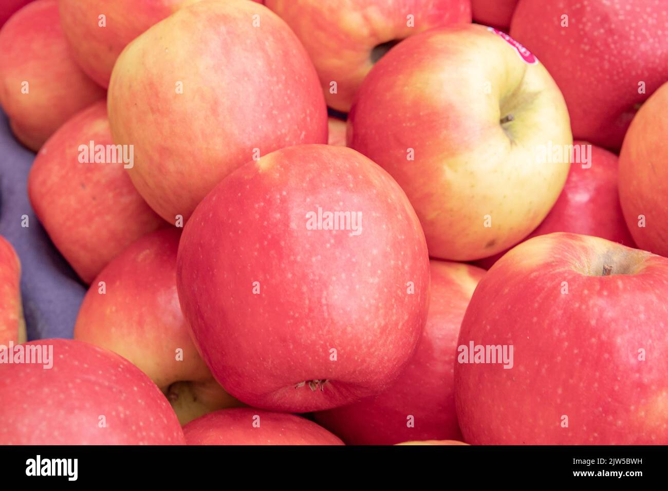 Eine Gruppe von Äpfeln, die schön und groß sind Stockfoto