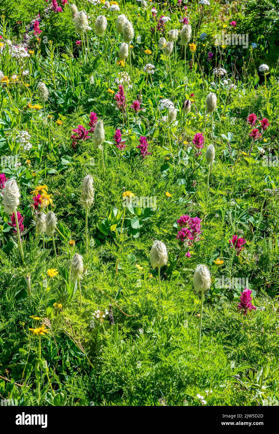 Wildblumenwiese im Sunshine Village, Albertas Sunshine Meadows Stockfoto