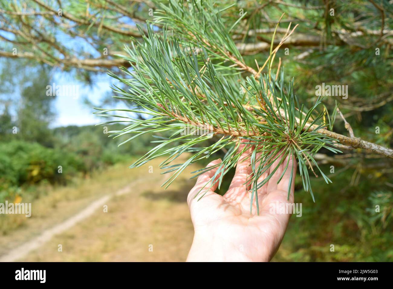 Kiefernbrache und weibliche Hand. Stockfoto