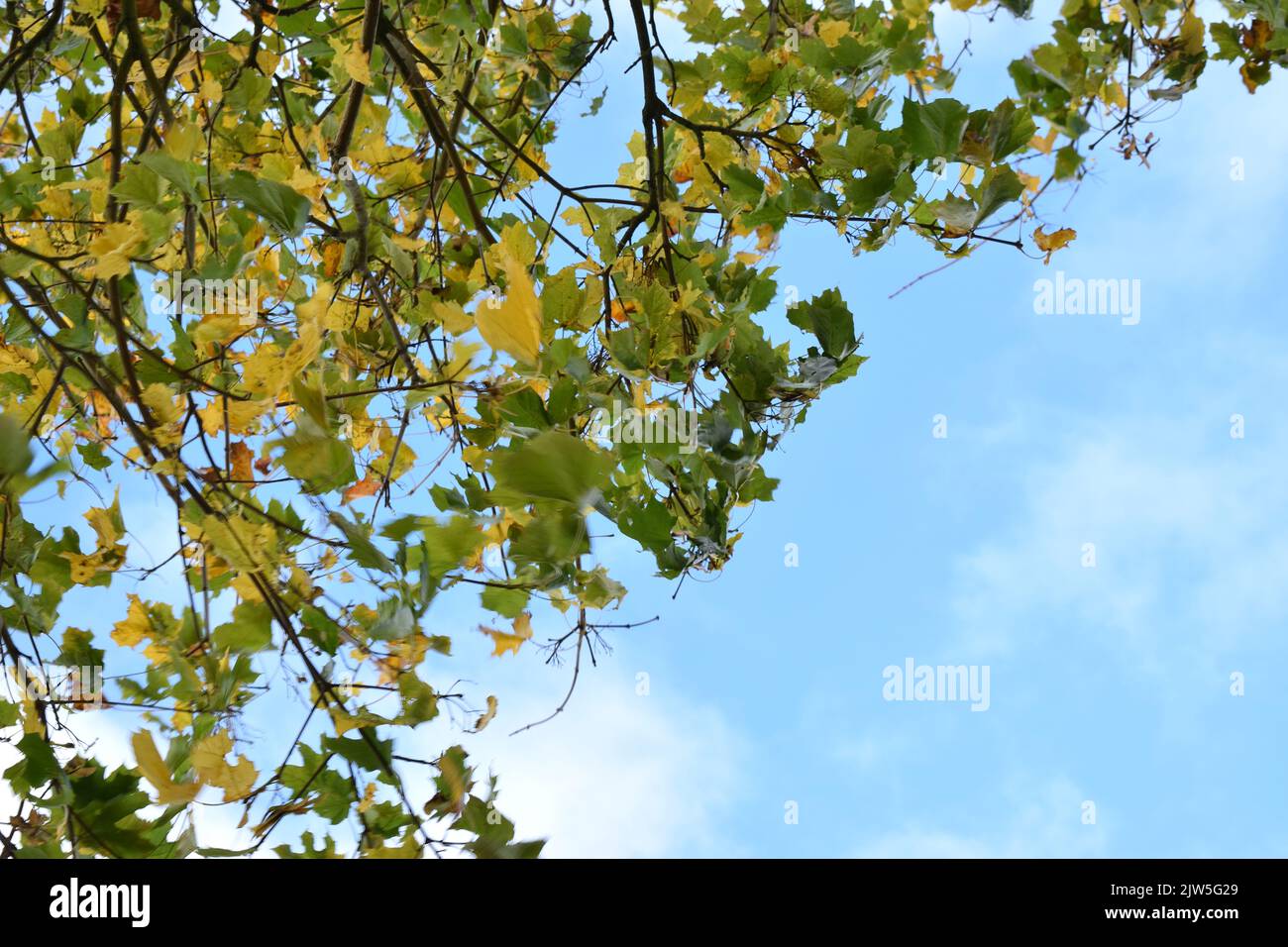 Herbst Ahornbaum auf blauem Himmel Hintergrund. Stockfoto