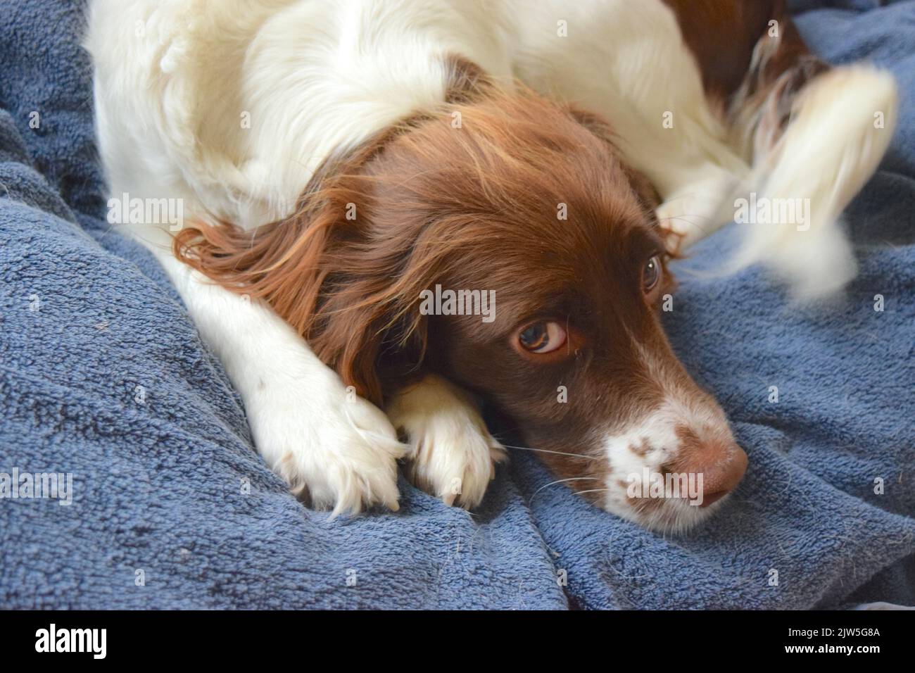 Spaniel Hundegesicht mit offenen Augen aus der Nähe. Stockfoto