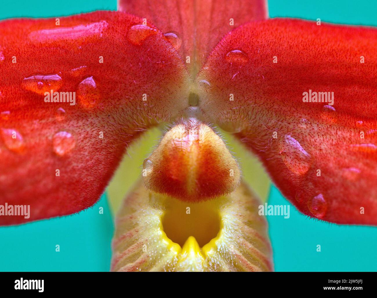 Eine Makroaufnahme einer roten Phragmipedium-Beseae-Orchidee mit Wassertropfen und einem verschwommenen Hintergrund Stockfoto