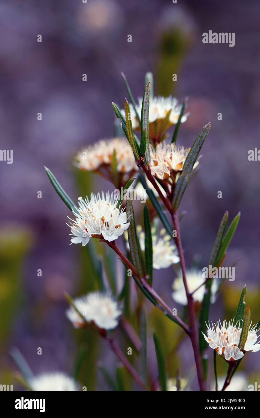Sternartige cremefarbene Blüten der australischen Ureinwohner Phebalium squamulosum, Familie Rutaceae, wachsen in Sydney Heath, NSW. Winter- und Frühjahrsblüte. Stockfoto