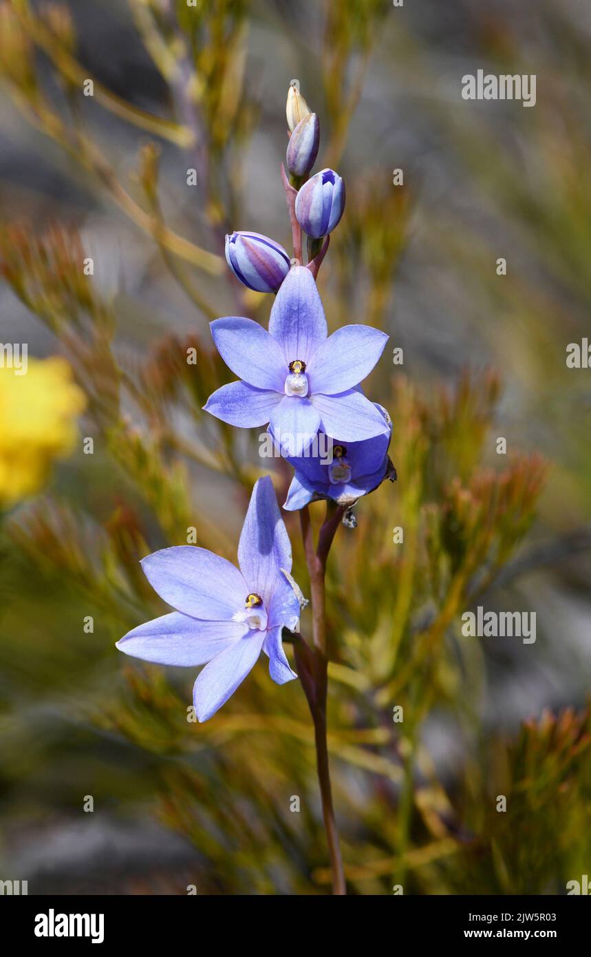 Blaue bis malvenblaue Blüten der Australian Spotted Sun Orchid, Thelymitra ixioides, Familie Orchidaceae, die im Wald von Sydney, New South Wales, wächst Stockfoto