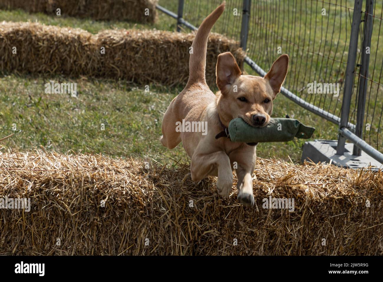 Hund springt über Ballen von Stroh ATA Spiel zeigen Stockfoto