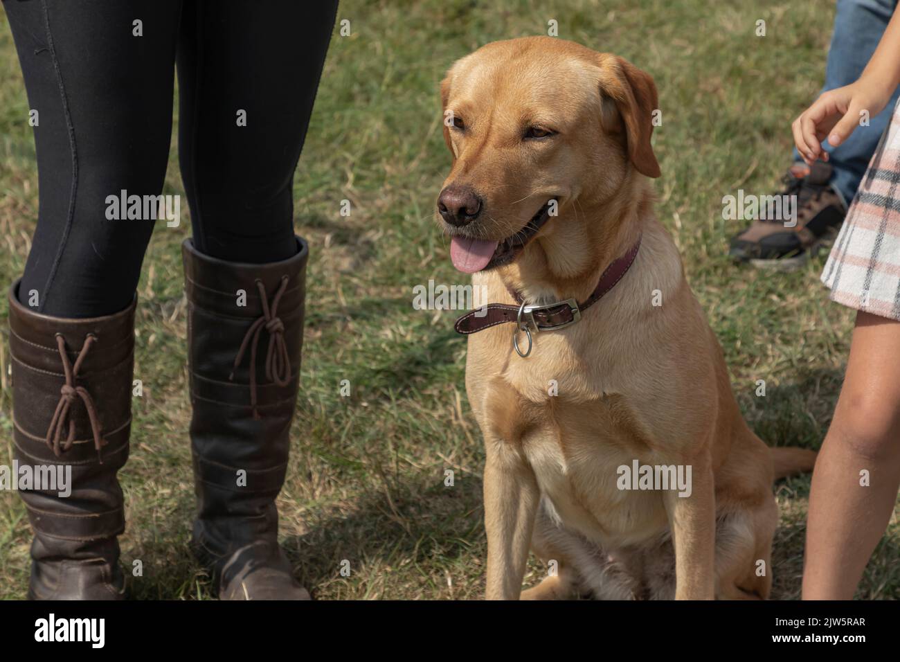 Der goldene Labrador-Hund setzte sich auf das Gras und schaute in die Ferne Stockfoto