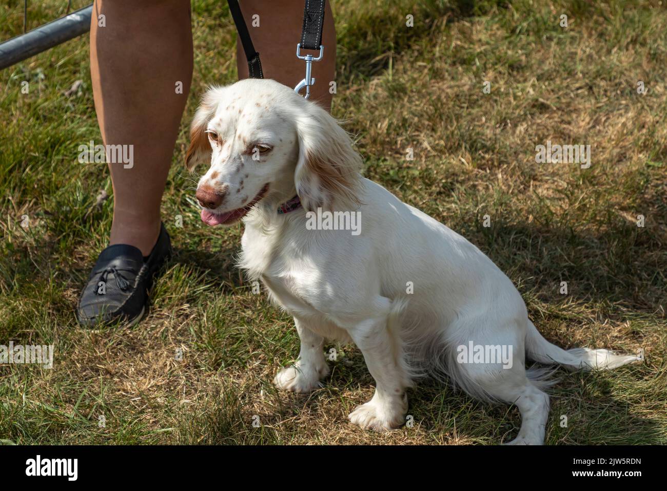 Kleiner weiß-braun gefleckter Hund, der auf dem Gras neben seinem Besitzer sitzt Stockfoto