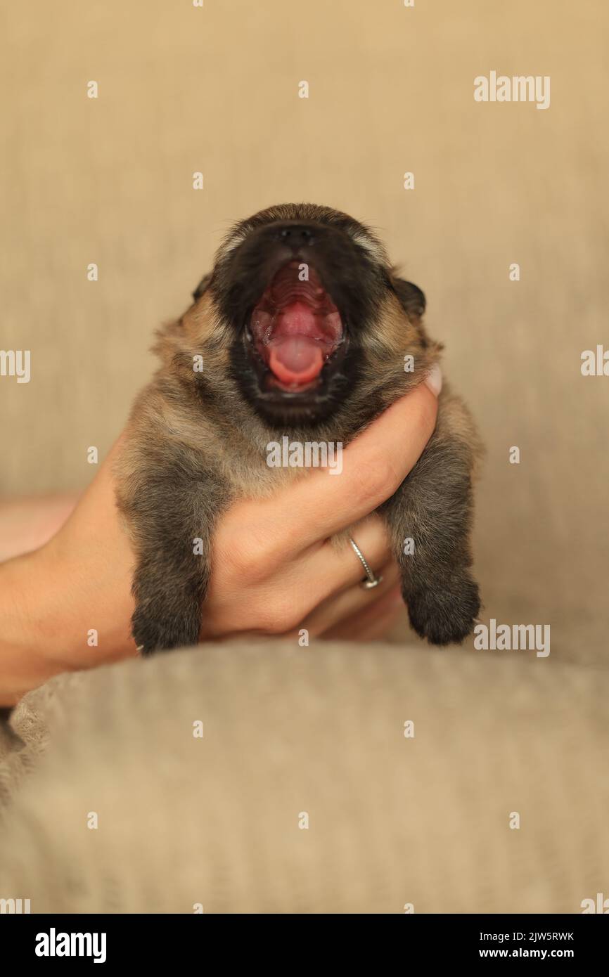 pommerscher spitz-Welpe zwei Wochen alt gähnt Stockfoto