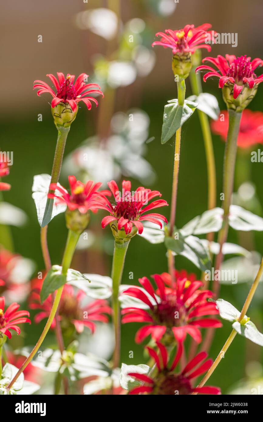 „Rote Spinne“, peruanische Zinnia, Spindelzinnia (Zinnia peruviana) Stockfoto