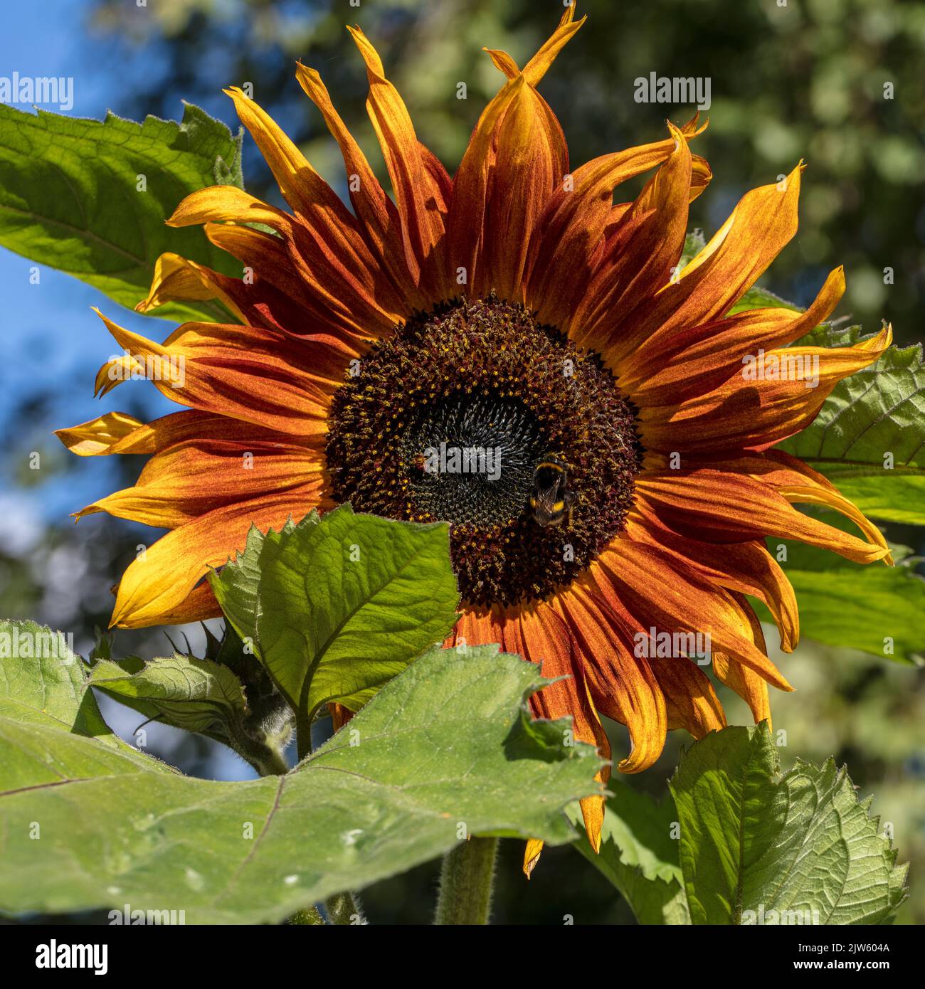 „Chocolat“-Sonnenblume, Solros (Helianthus annuus) Stockfoto