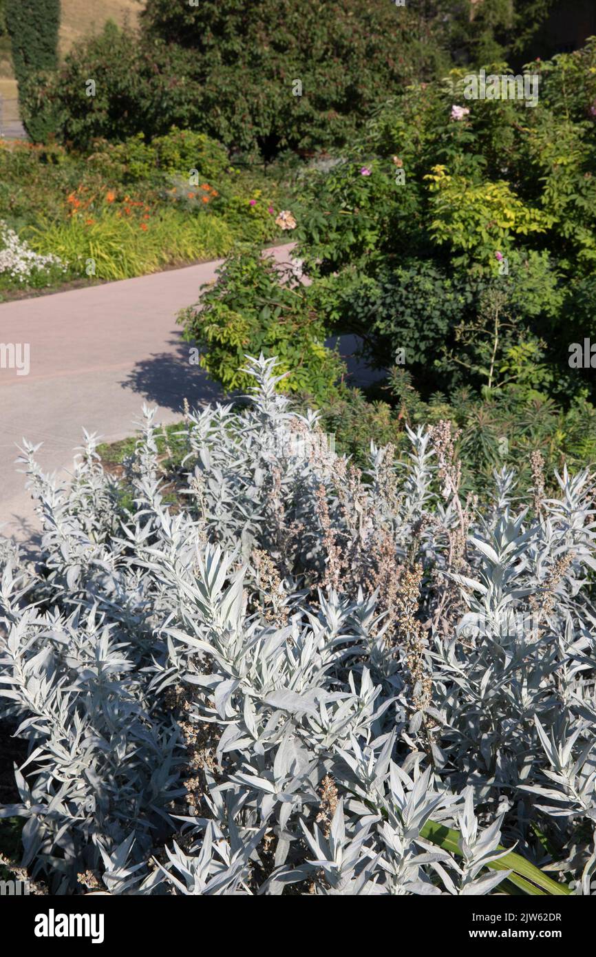 CnIB Fragrant Garden für Sehbehinderte hat Pflanzen mit unterschiedlichen Düften und Texturen wie Salbei. Es ist barrierefrei und zugänglich. Stockfoto