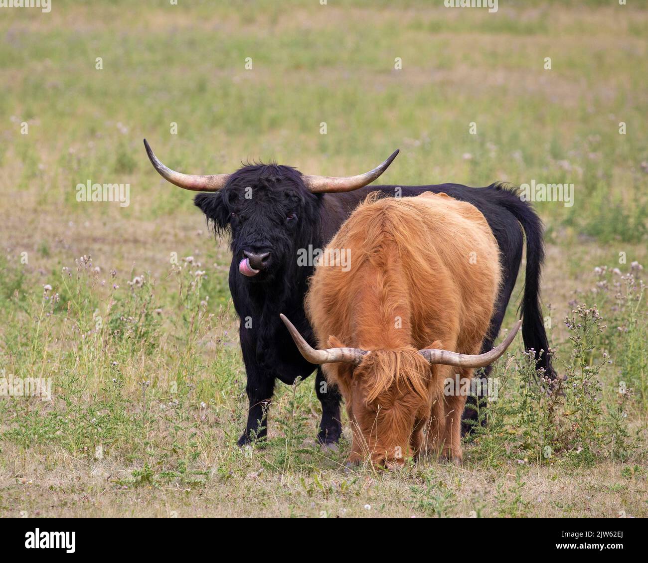 Rote Hochlandkuh grast auf einem Feld, wobei ein schwarzer Hochlandbulle seine Nase leckt Stockfoto