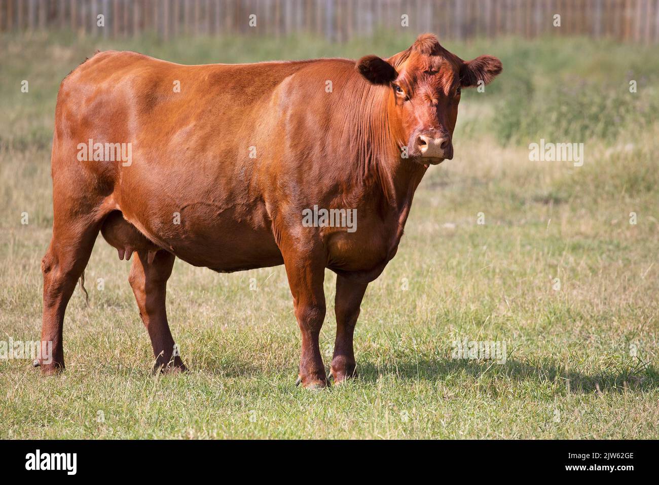 Rote Angus-Kuh, die im Freien auf der Farm auf den kanadischen Prärien in Alberta steht Stockfoto