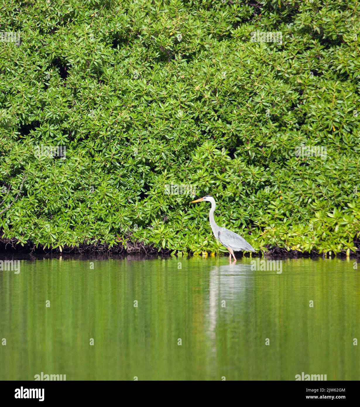 Großer Blaureiher (Ardea herodias), der auf der Insel Santiago auf den Galapagos-Inseln, Ecuador, durch einen Küstenwald mit Mangrovenwäldern waten kann Stockfoto