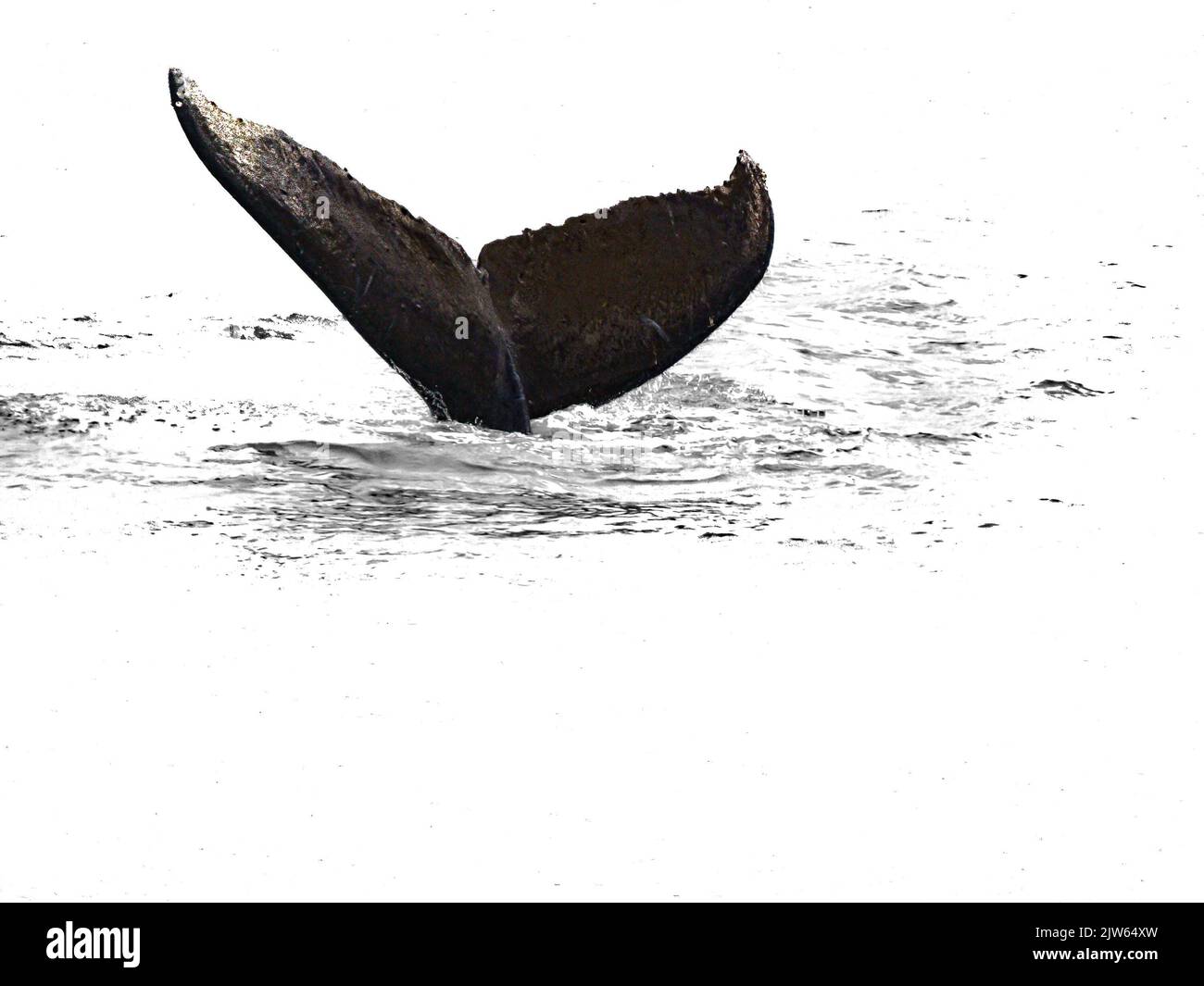 Buckelwal-Schwanz bricht Oberfläche in monochromen. Stockfoto