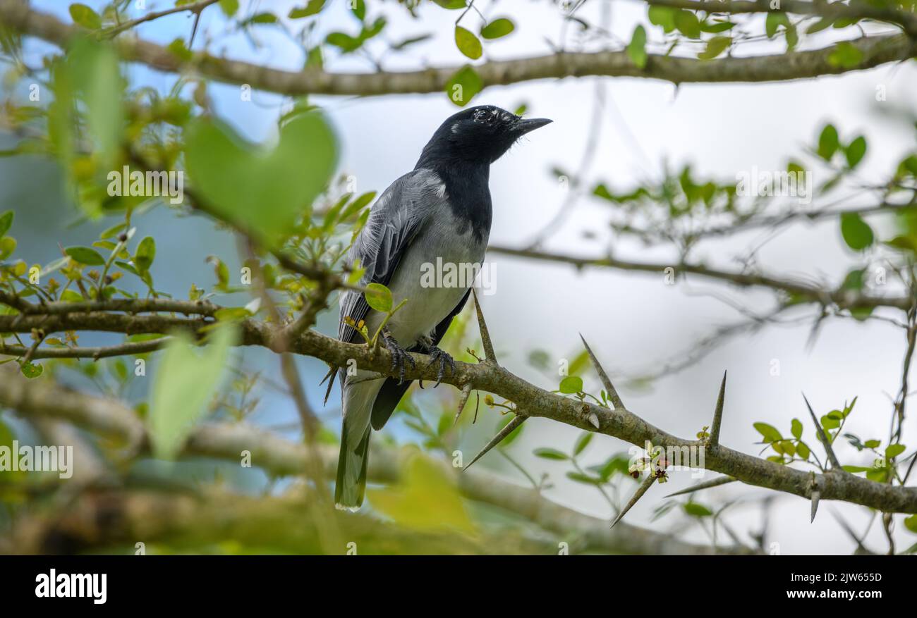 Schwarzkopfwürger (Coracina Melanoptera), männlicher Vogel, der im Schatten eines dornigen Strauchbaums ruht. Stockfoto