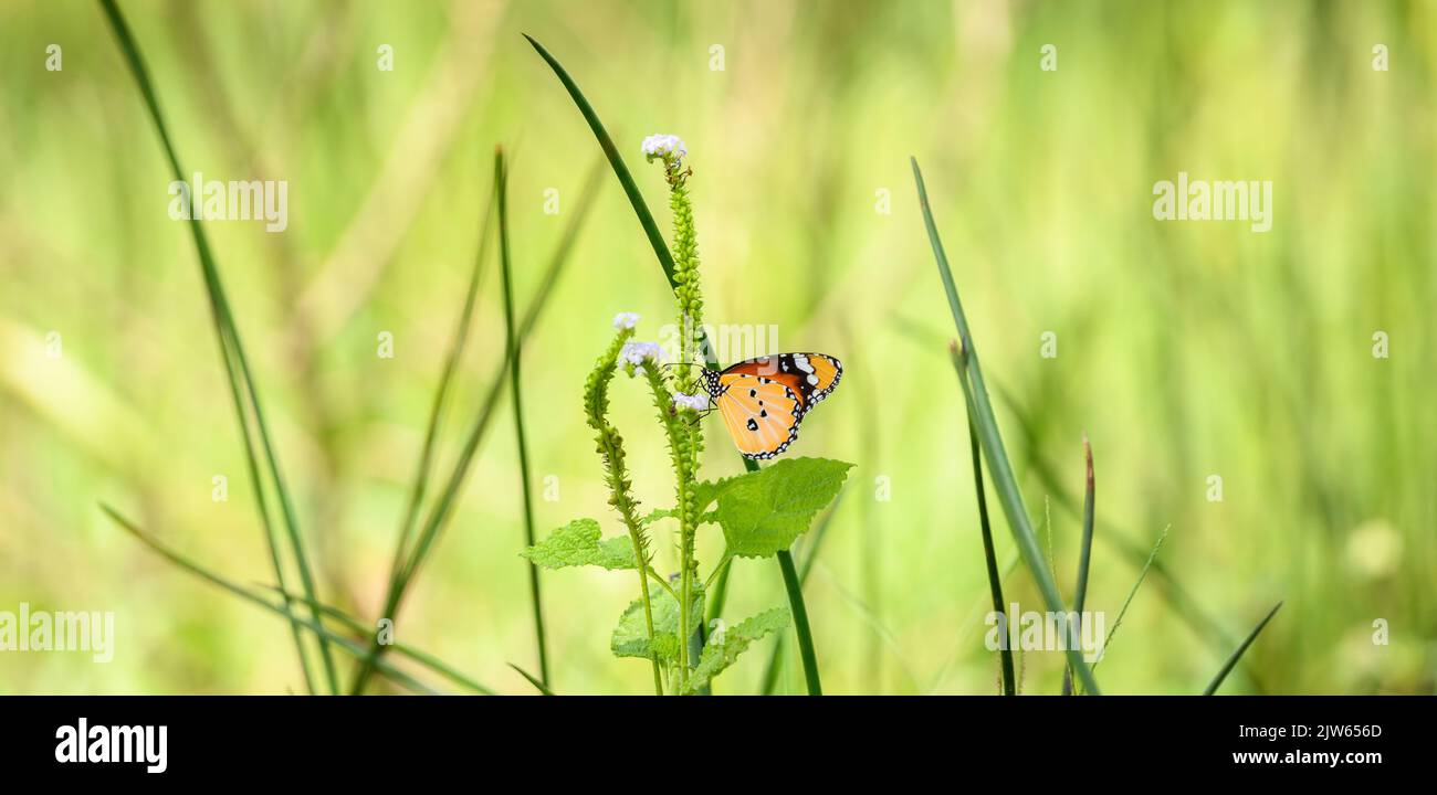 Schöner, schlichter Tiger-Schmetterling (Danaus Chrysippus), der Nektar aus einer kleinen Blume schlürft. Stockfoto