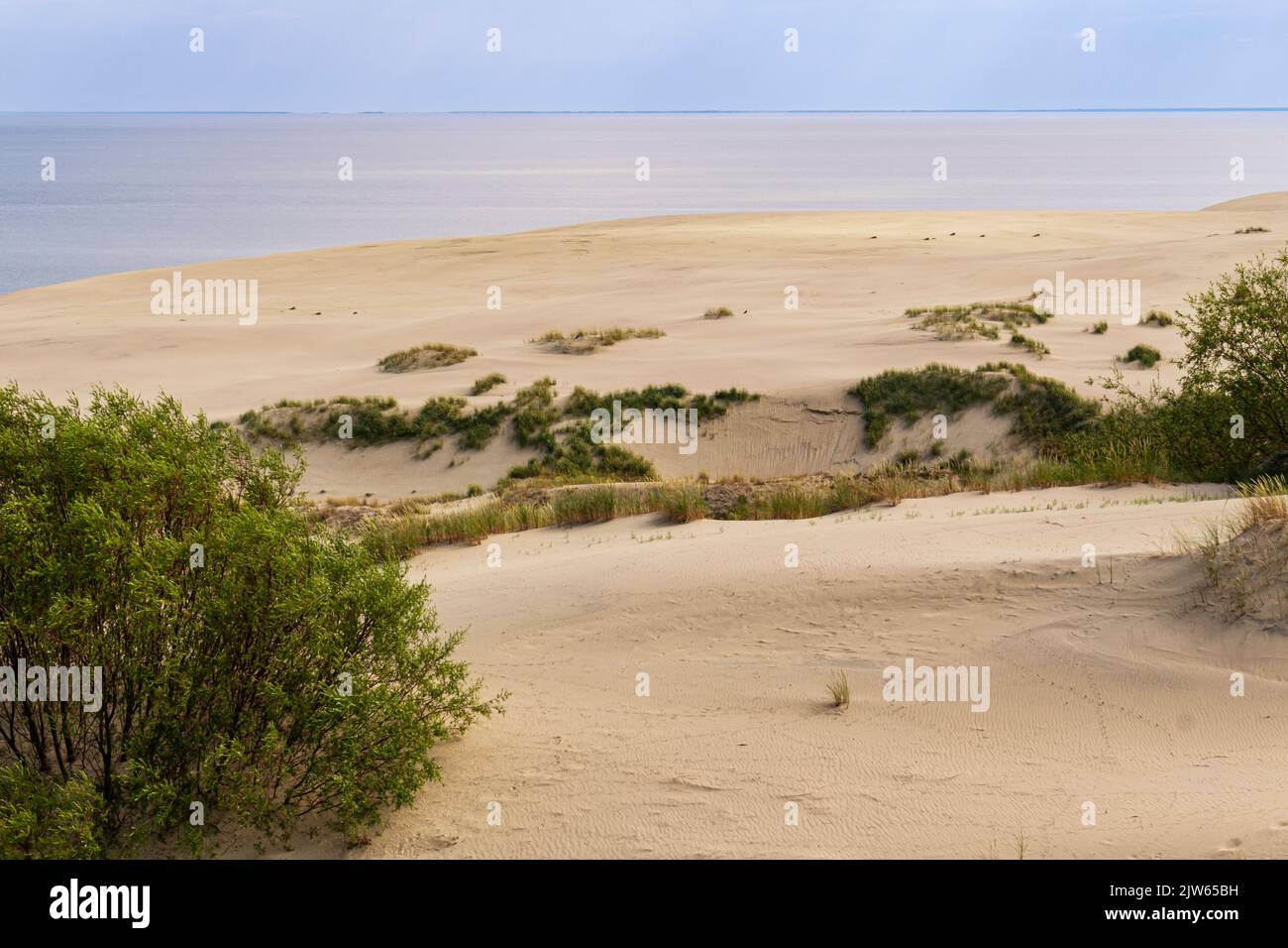 Spärliche Sanddünenvegetation der Kurischen Nehrung, Skyline, selektiver Fokus.Kaliningrad Region. Wüstendünen, blauer Himmel, Meeresoberfläche an der Küste der Ostsee Stockfoto