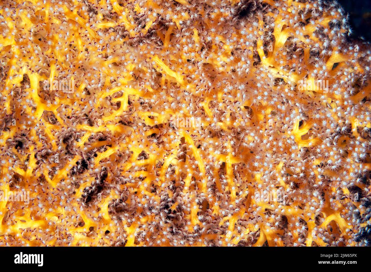 Weiche Korallenpolypen eines Meeresfächers, Raja Ampat Indonesia. Stockfoto