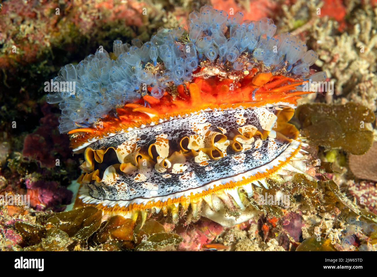 Dornige Auster, Spondylus varius, Raja Ampat Indonesien. Stockfoto