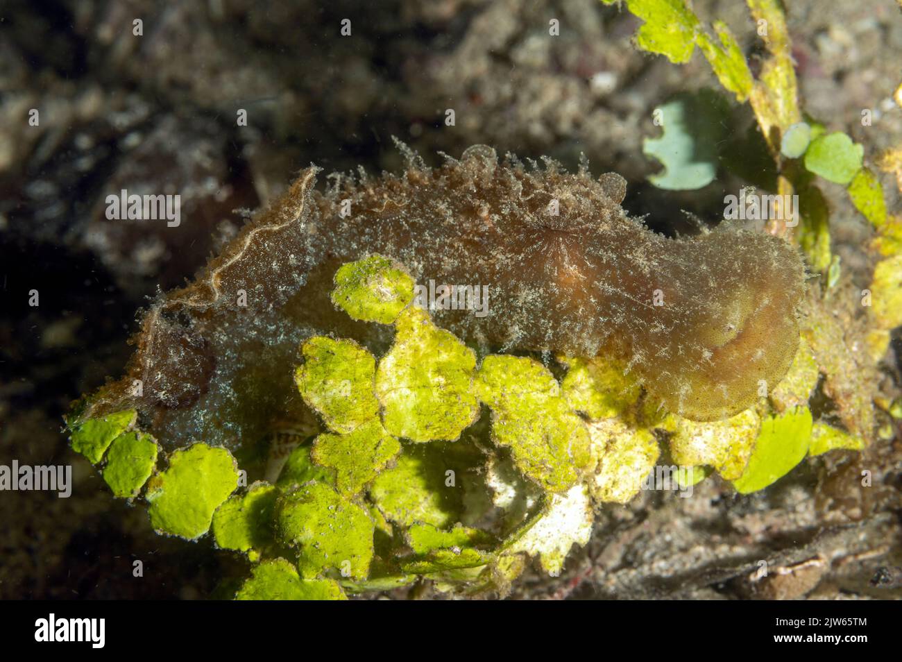 Seegang, Meliba sp., Raja Ampat Indonesien. Stockfoto