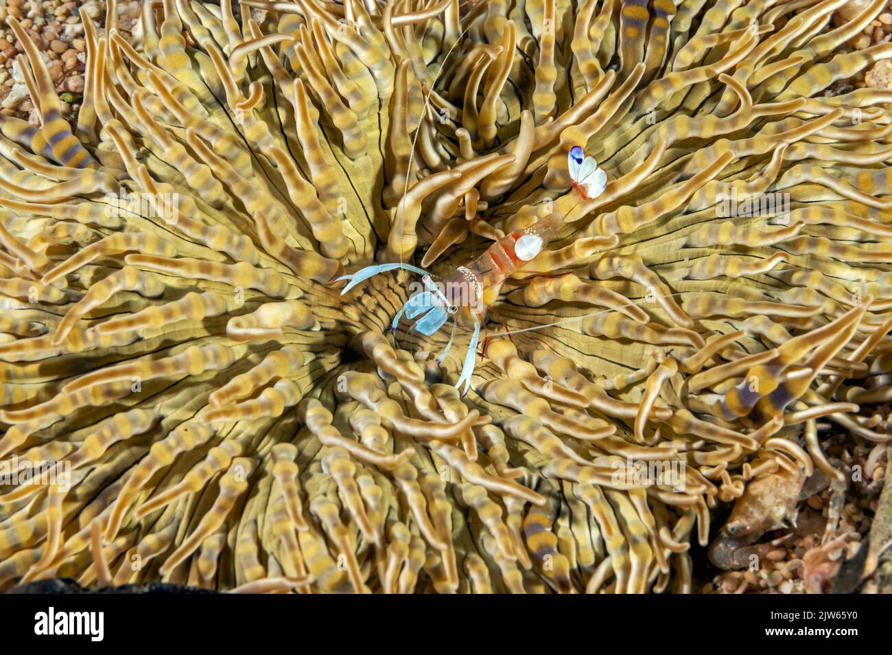 Prächtige Anemone Shrimp, Ancylomenes magnificus, Raja Ampat Indonesien. Stockfoto
