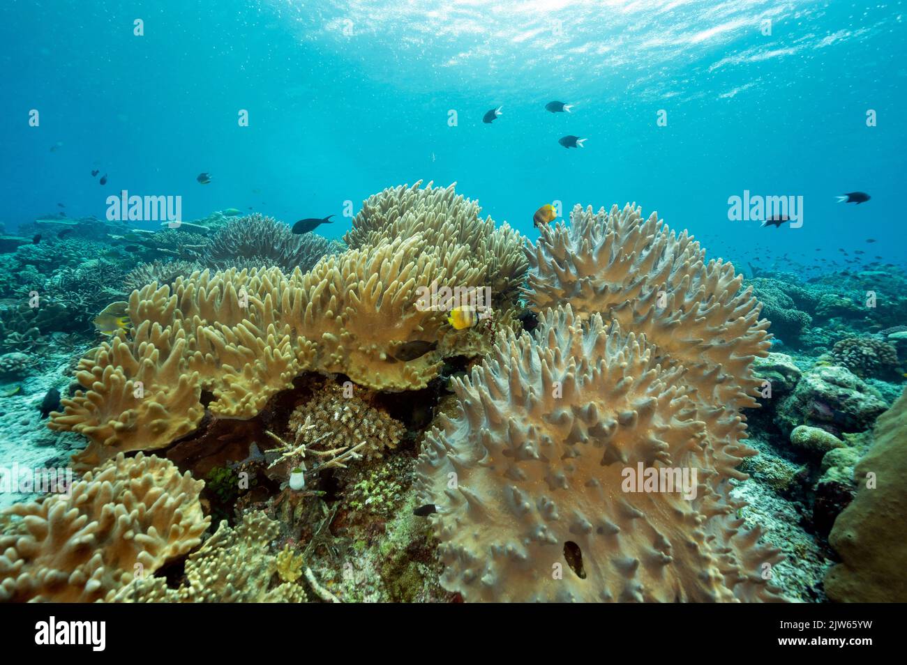 Riff szenisch mit Lederweichkorallen, Leder, Sinularia sp., Raja Ampat Indonesien Stockfoto