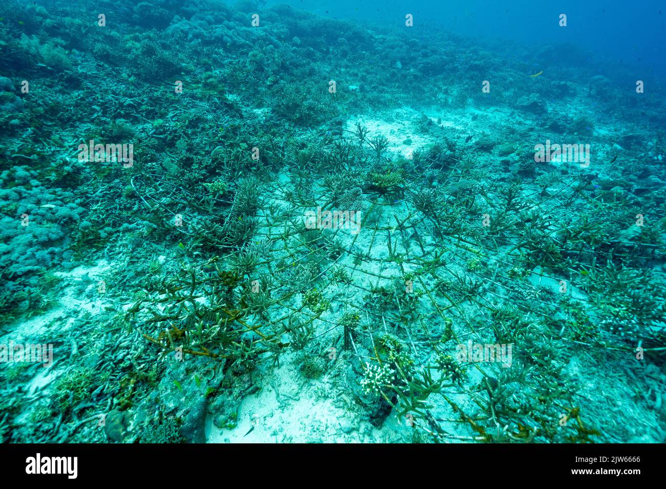 Metallstruktur für die Ausbreitung und Wiederherstellung von Korallen. Hirschhornkorallen auf der Struktur befestigt, Raja Ampat Indonesien. Stockfoto