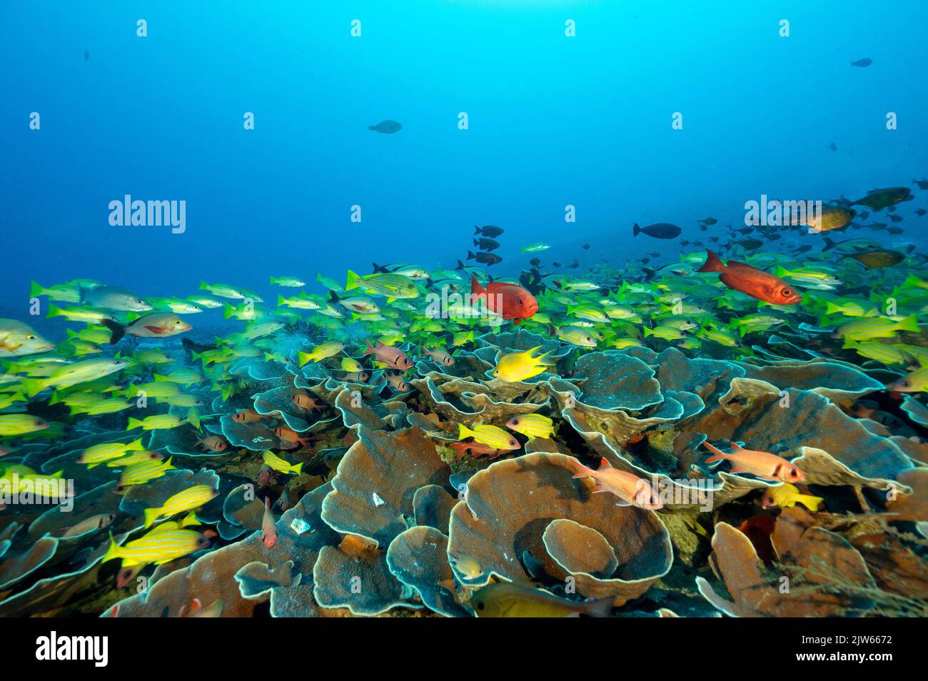 Riff landschaftlich mit Schnappern über Steinkorallen Raja Ampat Indonesien Stockfoto
