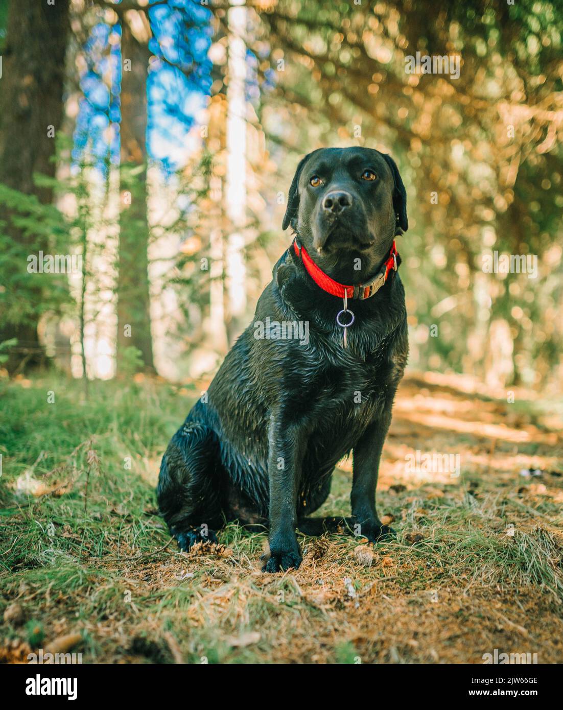 Schwarzer labrador Retriever Hund auf einem Spaziergang. Hund in der Natur. Älterer Hund hinter Gras und Wald. Stockfoto