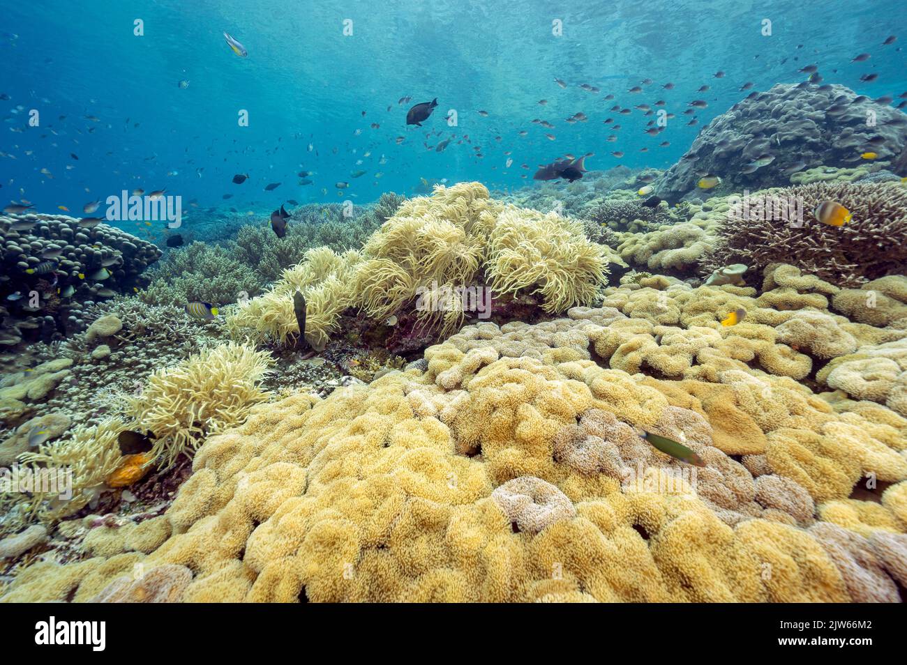 Riff szenisch mit Lederweichkorallen, Leder, Sinularia sp., Raja Ampat Indonesien Stockfoto