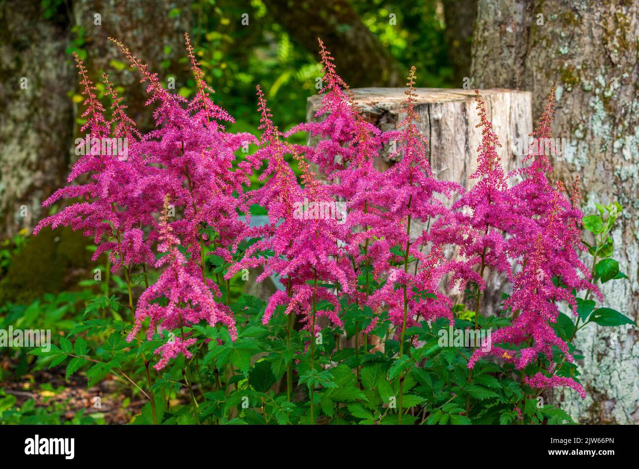 Chinesische astilbe (Astilbe chinensis var. Davidii). Berkshire Botanical Garden, Stockbridge, Massachusetts, Usa. Stockfoto