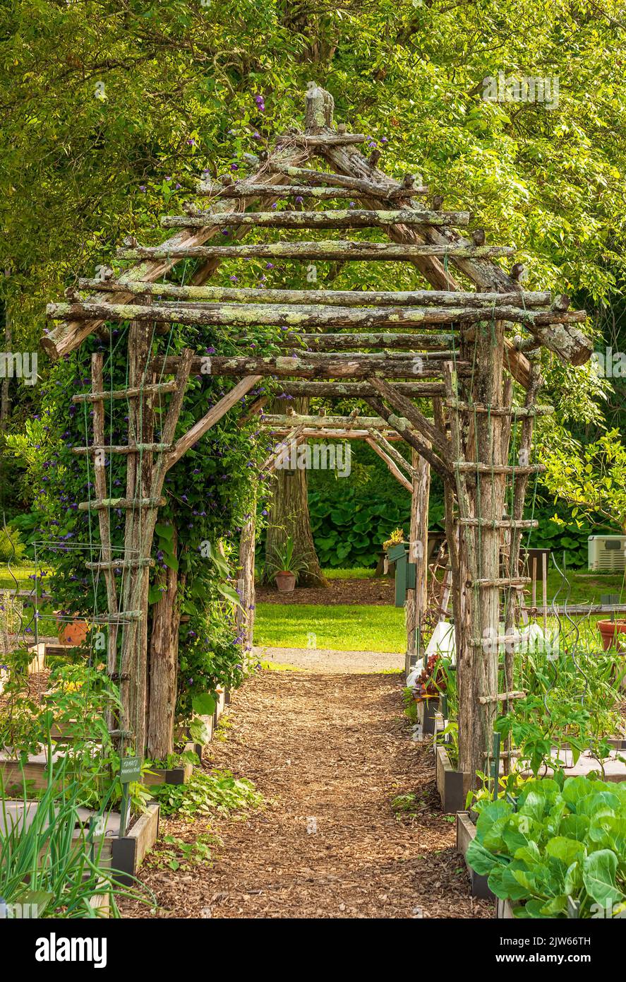 Ein rustikaler Pavillon Spalier aus Ästen, auf einem Weg durch einen Gemüsegarten. Berkshire Botanical Garden, Stockbridge, MA Stockfoto