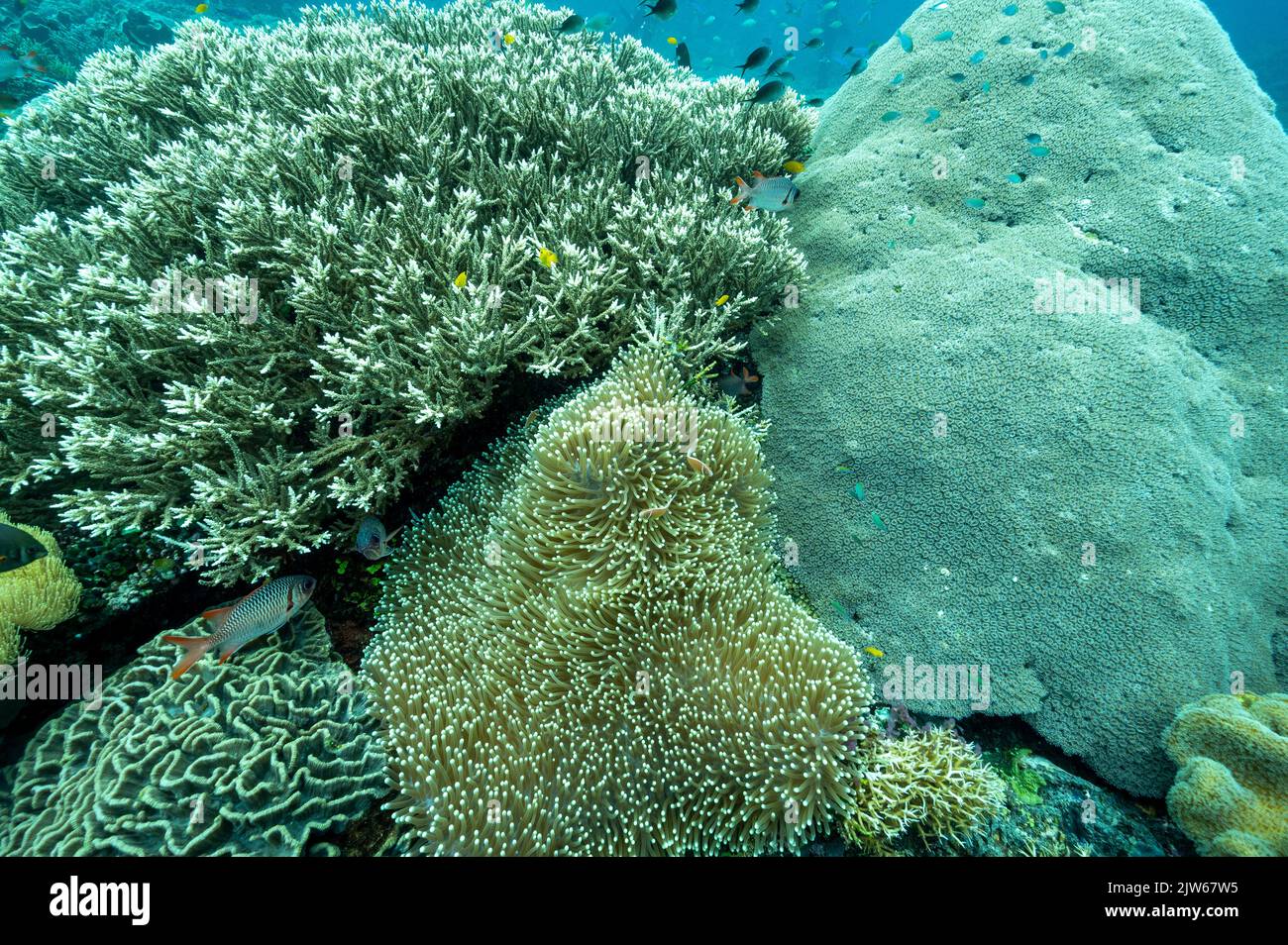 Riff landschaftlich mit unberührten Steinkorallen und herrlichen Seeanemonen, Raja Ampat Indonesia. Stockfoto